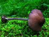 Entoloma allochroum image