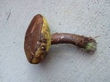 Boletus oliveisporus image