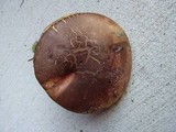 Boletus oliveisporus image