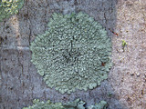 Dirinaria picta image