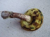 Boletus oliveisporus image