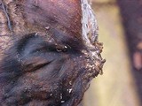 Scleroderma laeve image