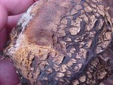 Scleroderma laeve image