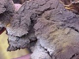 Scleroderma laeve image