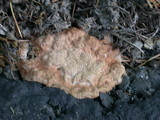 Fuligo septica image