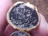 Scleroderma cepa image