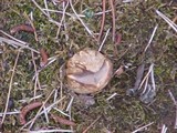 Scleroderma polyrhizum image