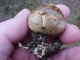 Scleroderma polyrhizum image