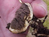 Scleroderma polyrhizum image