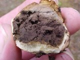 Scleroderma polyrhizum image