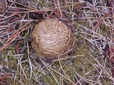 Scleroderma polyrhizum image