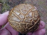Scleroderma polyrhizum image