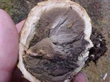 Scleroderma polyrhizum image