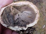 Scleroderma polyrhizum image