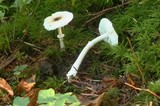Leucoagaricus rubrotinctus image