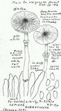 Leucoagaricus rubrotinctus image