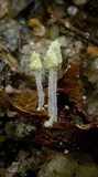 Mycena chloroxantha image