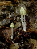 Mycena chloroxantha image