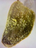 Mycena chloroxantha image
