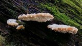 Fomitopsis spraguei image