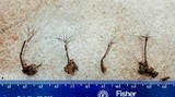 Xylaria tentaculata image