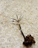 Xylaria tentaculata image