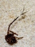 Xylaria tentaculata image