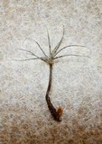 Xylaria tentaculata image
