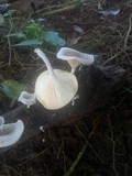 Lentinus tigrinus image