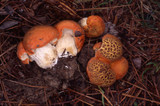 Tylopilus balloui image
