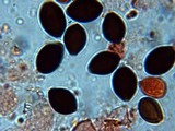 Panaeolus cinctulus image