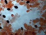 Panaeolus cinctulus image