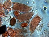 Panaeolus cinctulus image