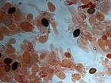 Panaeolus cinctulus image