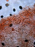 Panaeolus cinctulus image