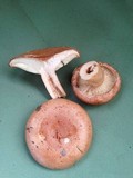 Lactarius mucidus image