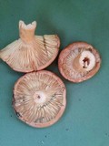 Lactarius mucidus var. mucidioides image