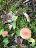 Lactarius mucidus var. mucidioides image