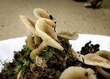 Lactarius griseus image