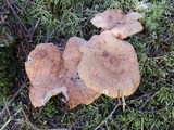 Lactarius vinaceorufescens image