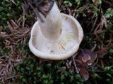Lactarius vinaceorufescens image