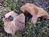 Lactarius vinaceorufescens image