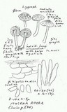 Mycena rosea image