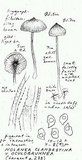 Nolanea clandestina var. oculobrunnea image
