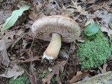 Tylopilus felleus image