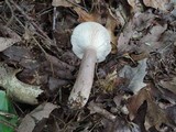 Lactarius mucidus image