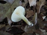 Hygrophorus occidentalis image