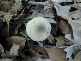 Hygrophorus occidentalis image