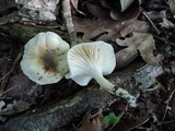 Hygrophorus occidentalis image