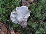 Boletopsis grisea image